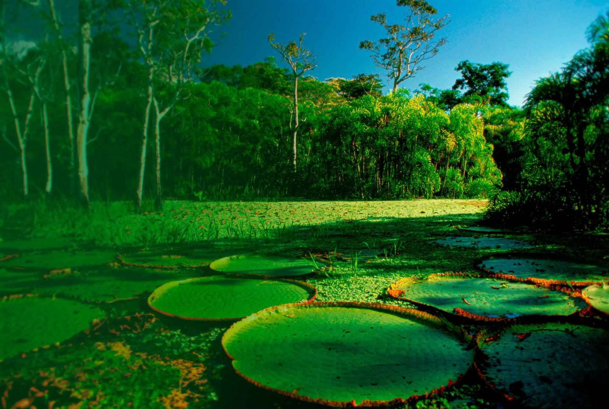 verde
